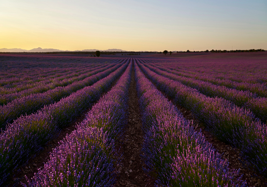 camp de lavanda