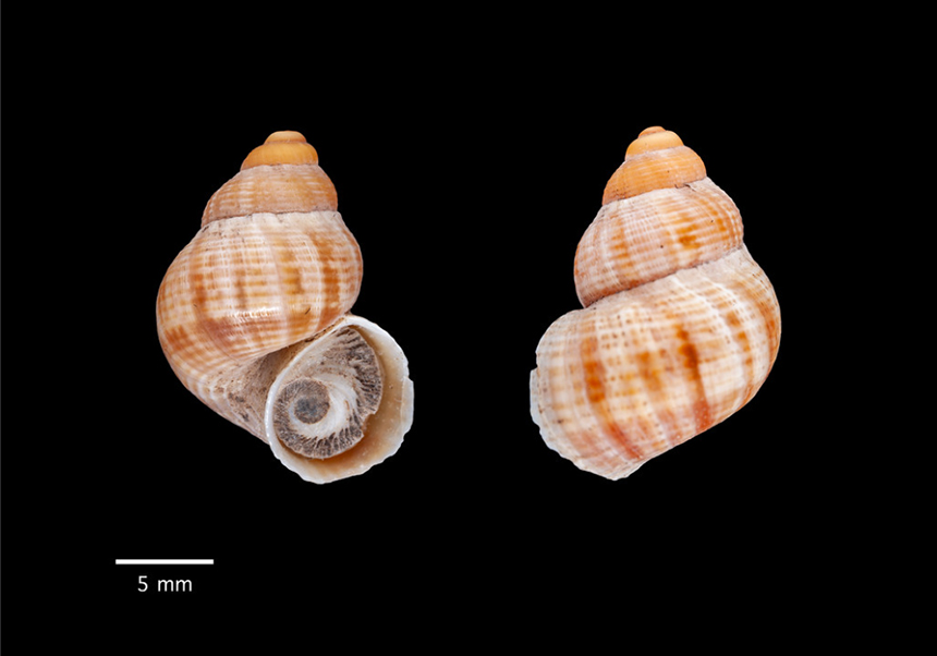 Caragol d'Oriola (<em>Tudorella mauretanica</em>) - Abril