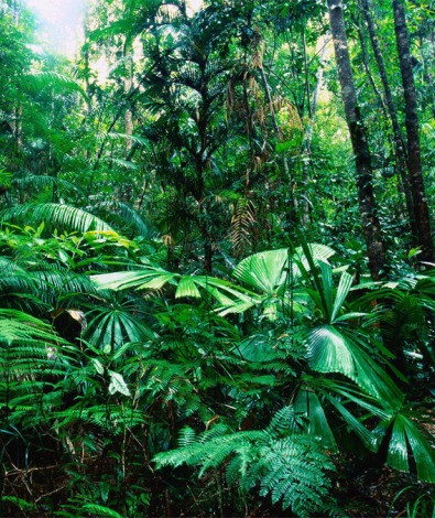 Los Bosques. Taller de vacaciones de verano en el Botánico