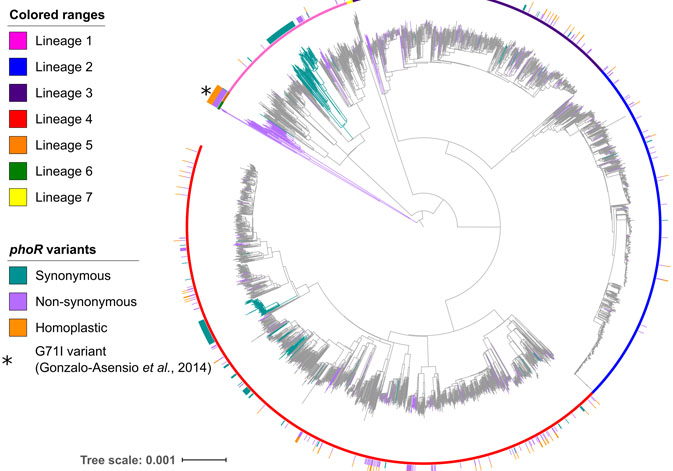 Phylogeny built with the genomes of more than 4,000 tuberculosis isolates from around the world. Those isolates that have accumulated mutations in the phoR gene are marked. / CSIC.