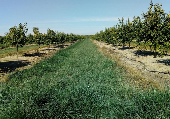 Citrus cultivation with the green cover to be incorporated in the project trials.