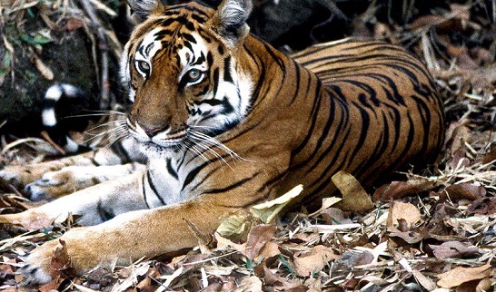 Foto de tigre