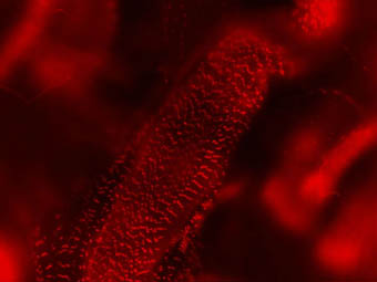 Cor de la mosca ‘Drosophila melanogaster’ vist pel microscopi.