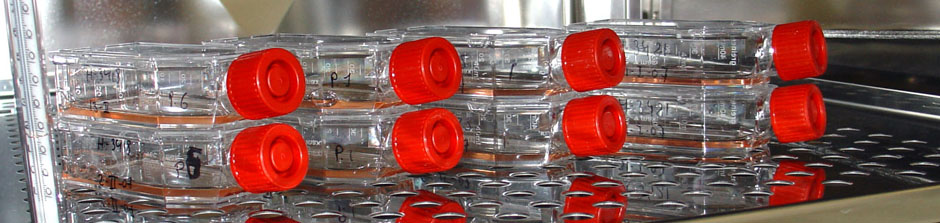 Cell culture. 