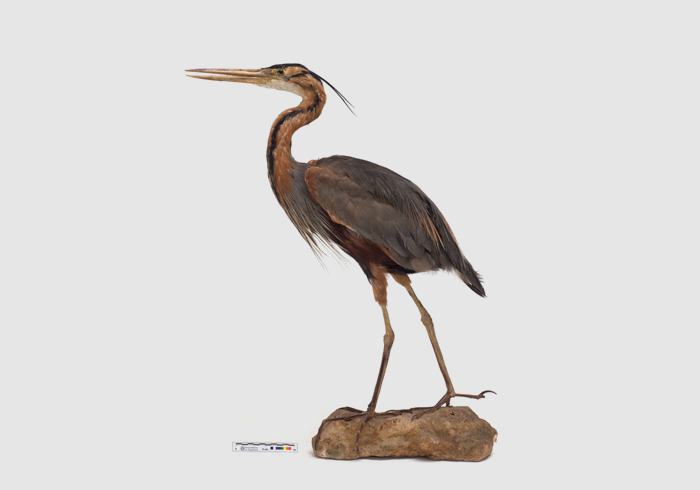 Purple heron