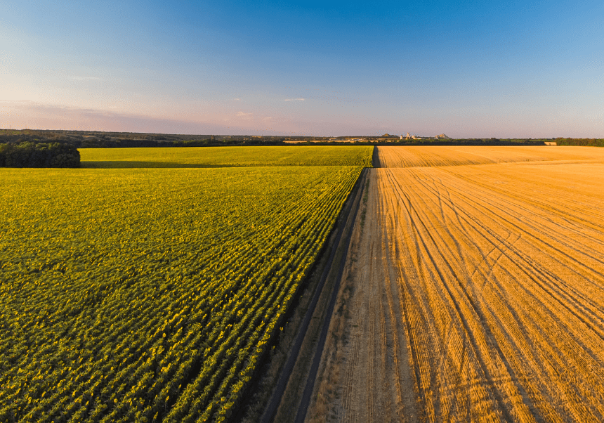 Campos de cultivo