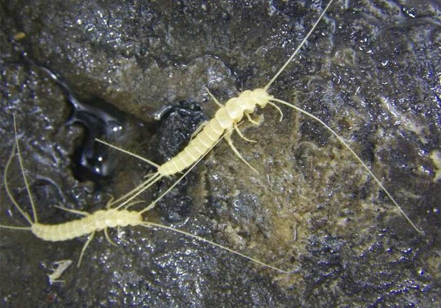 El extraordinario mundo subterráneo: Más de 50 especies viven escondidas sólo en cuevas de Castelló