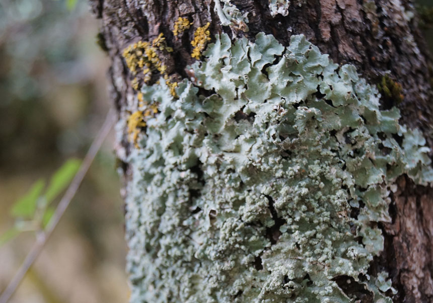 Liquen <i>Punctelia caseana</i>, encontrado en el Parque Natural de Penyagolosa, la primera vez que aparece en Europa.»></a></div>
<div class=
