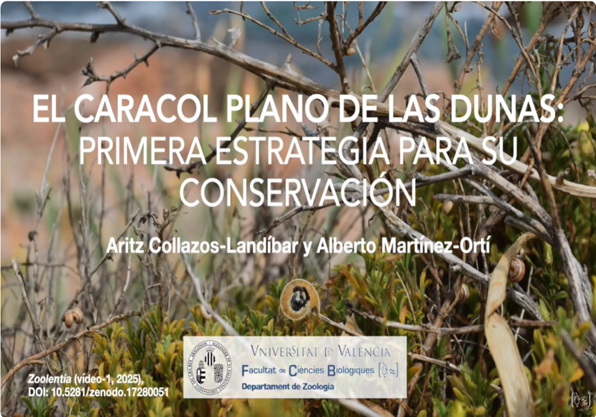 Vídeo: El caragol pla de les dunes: Primera estratègia per a la seua conservació