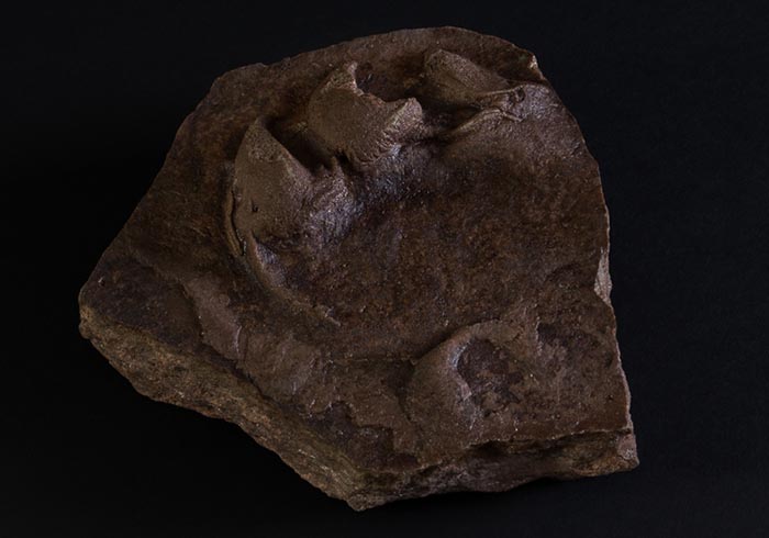 Exemplar petjada de tortuga
