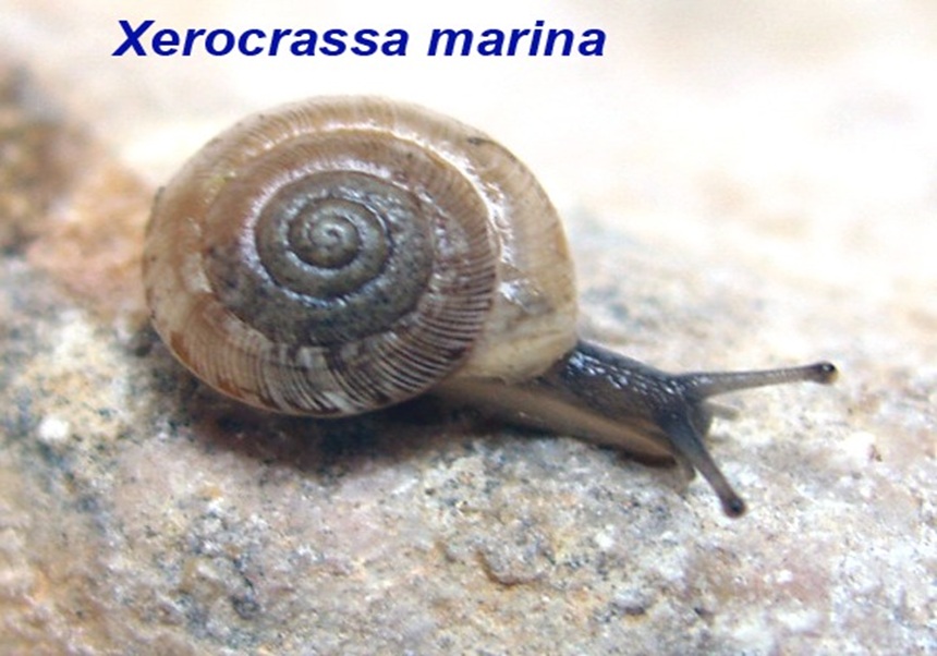 Una nueva especie de caracol ha sido descrita para la Ciencia en tierras valencianas