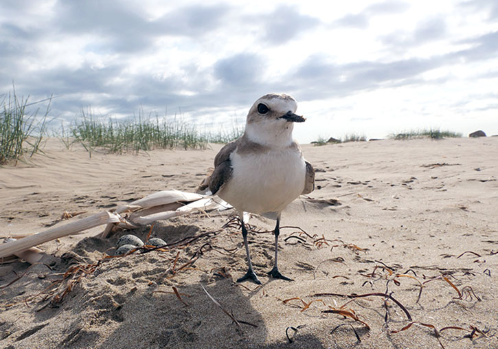 Kentish plover
