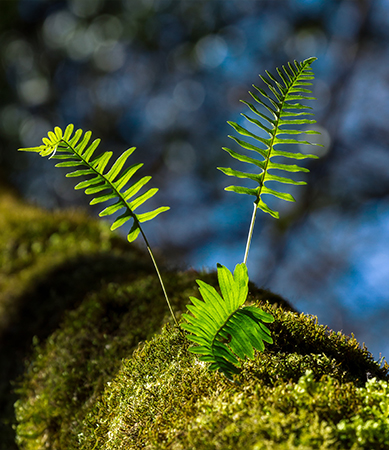 Plants