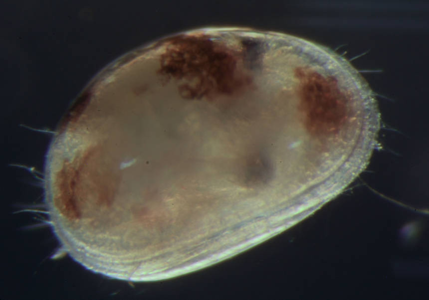 <i>Vizcainocypria viator</i>, especie de ostrácodo procedente de humedales valencianos.