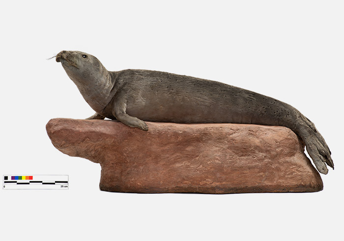 Monk seal