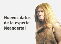 Espècie Neandertal. Fuente: La Nueva España