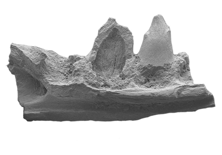 Dentari esquerre de <i>Pyrenasaurus</i> en vista lingual. Crèdit: Imatge de l'estudi publicada en <i>Fossil Record</i>.