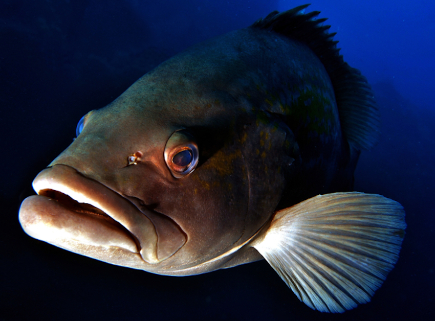 <em> Epinephelus costae </em> (mero ratllat) © Sergio Ramírez Aguado