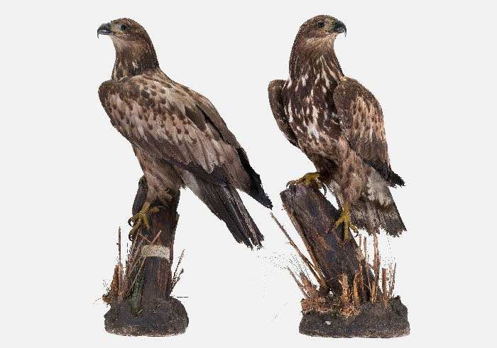 Ejemplar de <em>Haliaeetus albicilla</em>