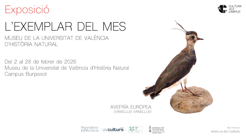 Cartell de l'exposició amb un au