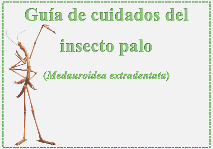 Guía de cuidados del insecto palo