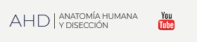 Se abrirá una nueva ventana. YOUTUBE ANATOMIA HUMANA Y DISECCIÓN