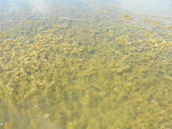 Praderia de Chara híspida, Ullal del Tancat de la Pipa de València. Foto: Maria A. Rodrigo