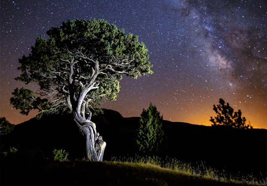 Quan dormen els arbres. Fotografia.