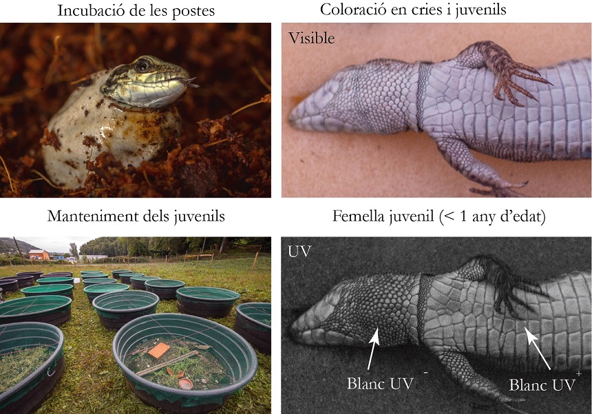 Femella juvenil (menys d’un any) de <i>Podarcis muralis</i> i procés de cria de les sargantanes.