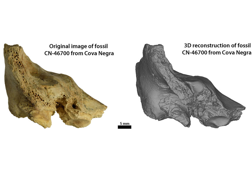 Original temporal bone and 3D reconstruction of the CN-46700 fossil from Cova Negra in anterior view.