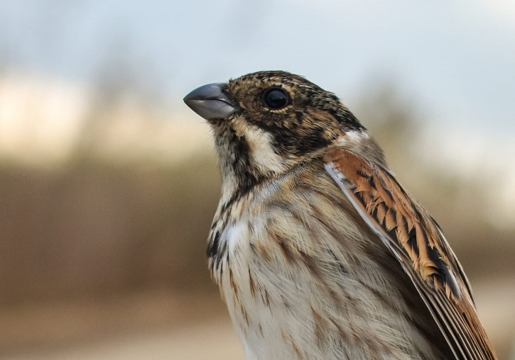 Ejemplar de escribano palustre iberoriental (Emberiza schoeniclus witherbyi). Foto: Iván Alambiaga Arévalo.