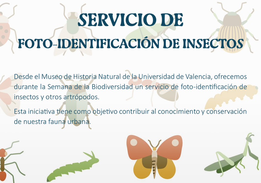 Servicio de foto-identificación de insectos
