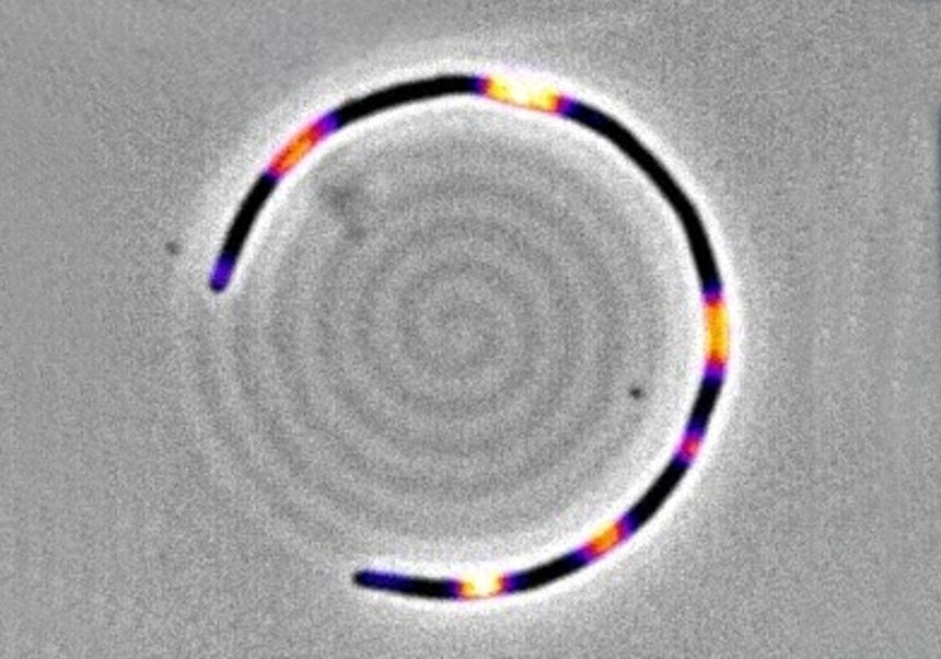 E. coli bacterium undergoing controlled filamentation on a microfabricated spiral-shaped substrate. Credits: M. Nadal, I. Lopez-Grobas and J. Buceta.