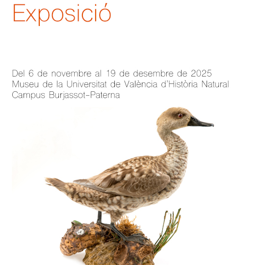 Imagen Cerceta Pardilla