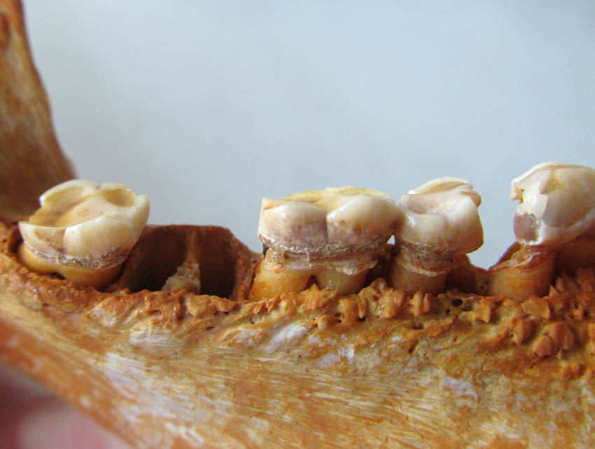 Dental calculus of a primate.