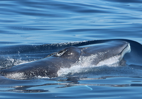 cetacean