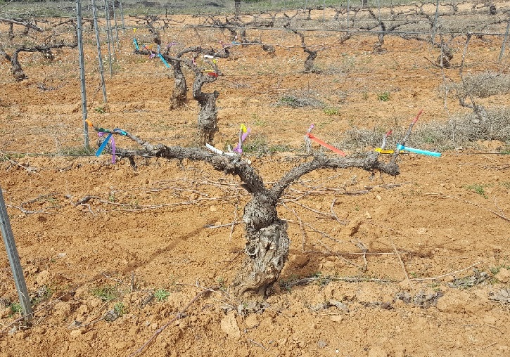 Vineyards treated with Aquactiva technology. Photo: José Vicente Ros.