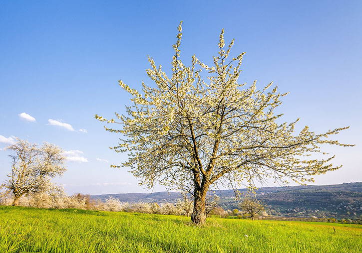 almond tree