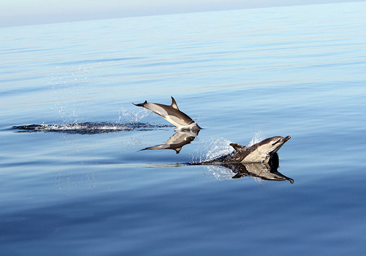 cetáceos en el Mediterráneo