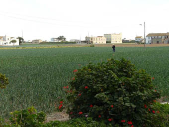 Imagen de l'Horta de Almàssera.