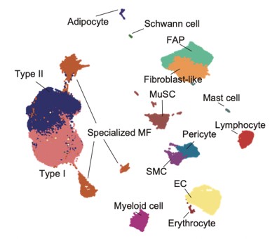 Quinze poblacions principals de cèl·lules musculars esquelètiques discriminades a  partir de l'anàlisi d'ARN unicel·lular de més de 300.000 cèl·lules de biòpsies de  múscul esquelètic d'extremitats inferiors