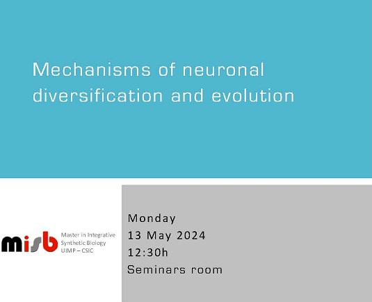 Mechanisms of neuronal diversification and evolution