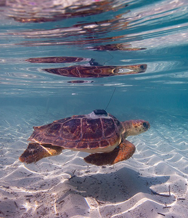 Exemplar de tortuga estudiada al Mediterrani