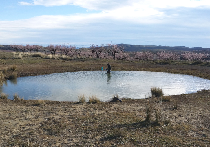 Bassa o estany temporal. Foto: Institut Cavanilles de Biodiversitat i Biologia Evolutiva.