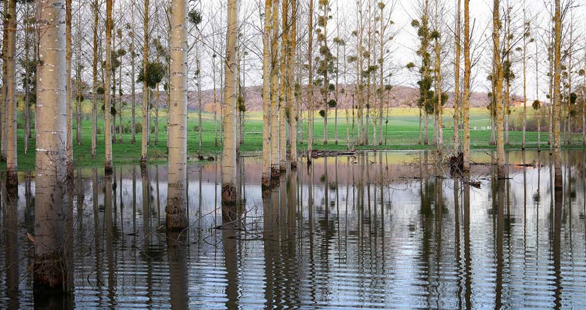 Paisaje con árboles inundados