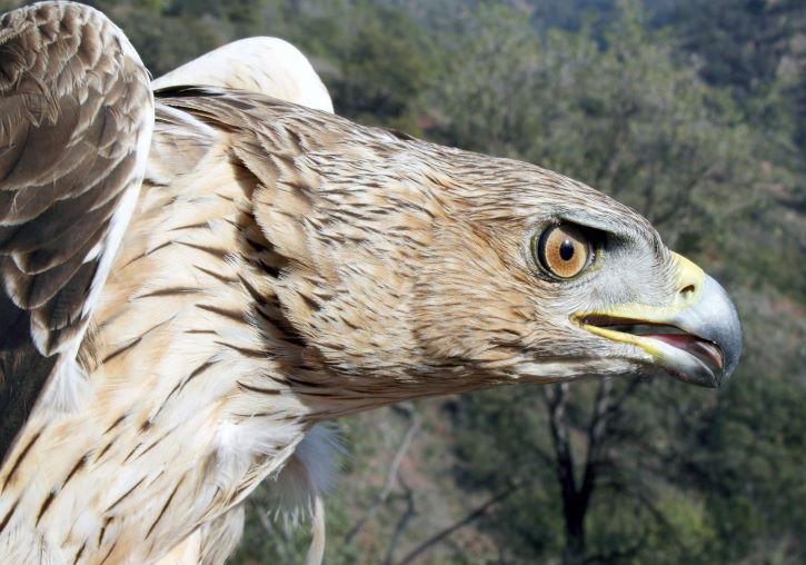 La instalación de cámaras en nidos de águila perdicera provoca fracasos en  la reproducción de la especie