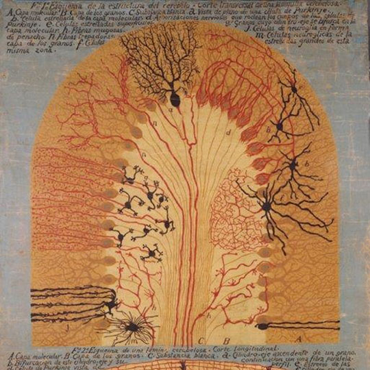 Esquema de la estructura del cerebelo. Cortes transversal y longitudinal de una lamela cerebelosa. Delineado por S. Ramón y Cajal. Pintado per R. Padró.