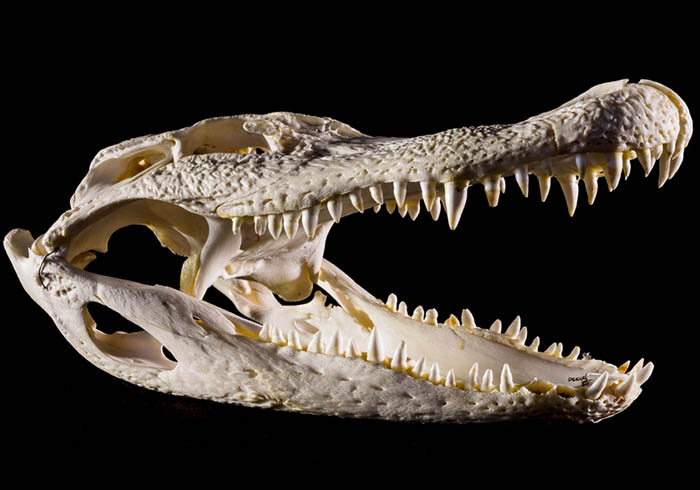 Crocodrile piece