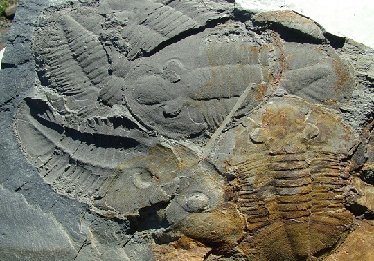 XXX Jornadas Sociedad Española Paleontología