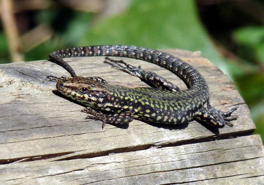 Professorat de la Facultat de Ciències Biològiques participen en un estudi que descriu per primera vegada canvis invisibles a l'ull humà en la coloració de la sargantana roquera
